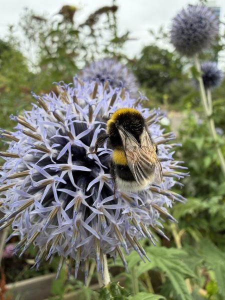 A close-up shot captures a fuzzy bumblebee diligently collecting nectar from a vibrant purple Globe Thistle flower